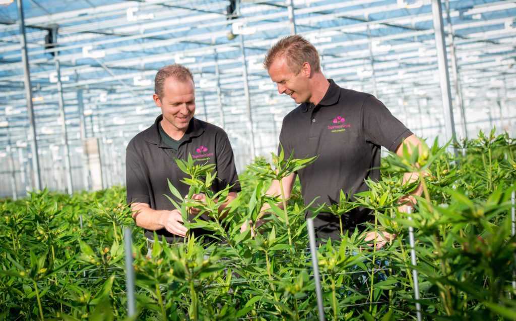 Plessey partners with top Dutch alstroemeria grower for LED grow lights following successful trial